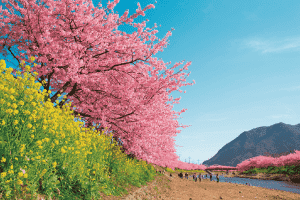 河津桜まつり