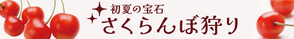 さくらんぼ特集