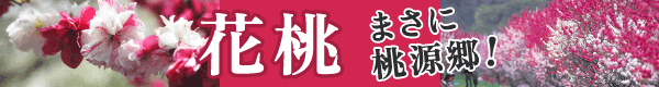 まさに桃源郷！花桃の里へ