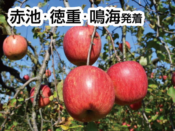南信州松茸づくしとりんご狩り(2026)