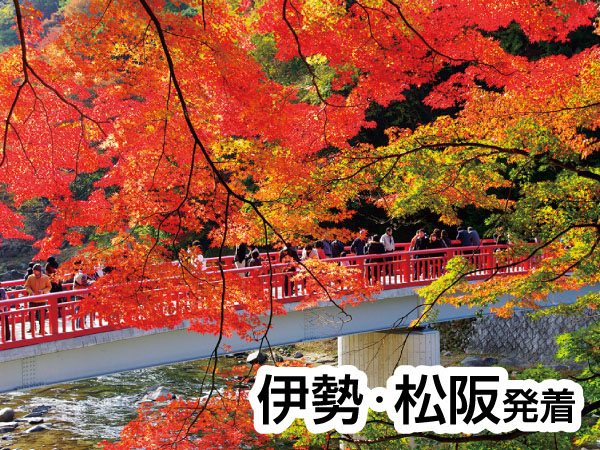 香嵐渓もみじと小原四季さくら(2026)
