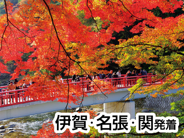 香嵐渓もみじと小原四季さくら(2026)