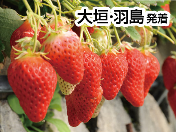 焼津まぐろ尽くしと石垣いちご狩り(2027)