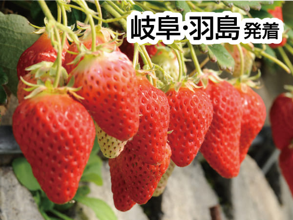 焼津まぐろ尽くしと石垣いちご狩り(2027)