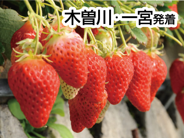 焼津まぐろ尽くしと石垣いちご狩り(2027)