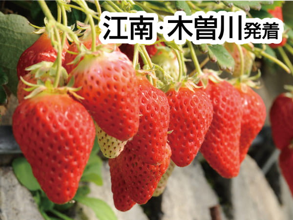 焼津まぐろ尽くしと石垣いちご狩り(2027)