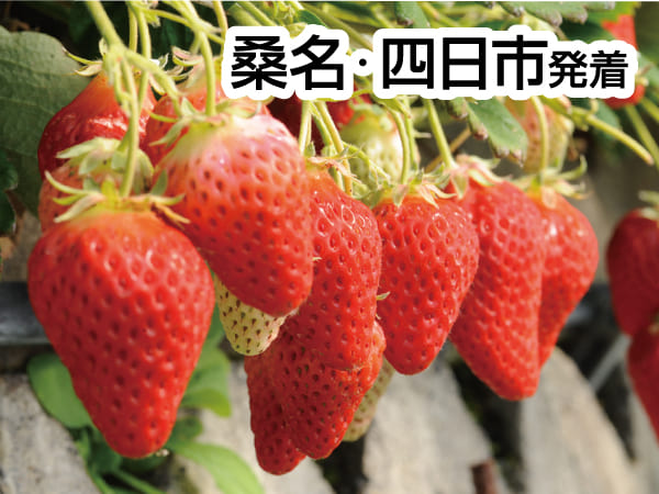 焼津まぐろ尽くしと石垣いちご狩り(2027)