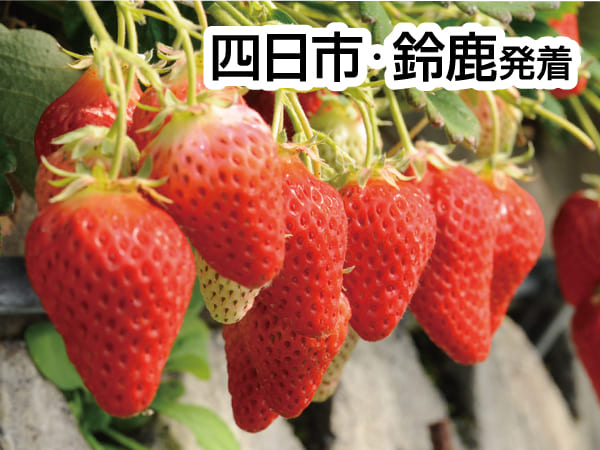 焼津まぐろ尽くしと石垣いちご狩り(2027)