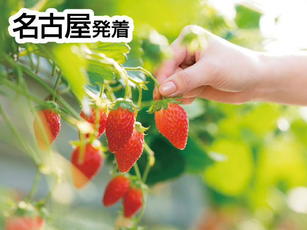 三河いちご狩りと赤いお土産(2026)