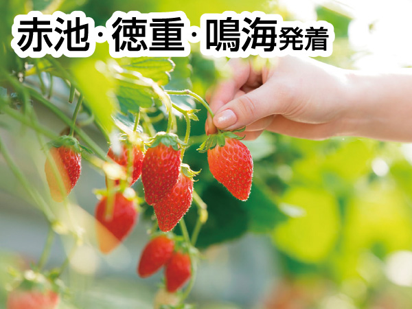 三河いちご狩りと赤いお土産(2026)