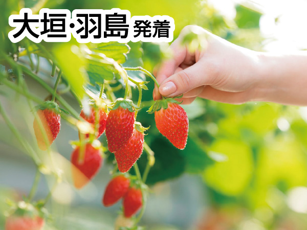 三河いちご狩りと赤いお土産(2026)