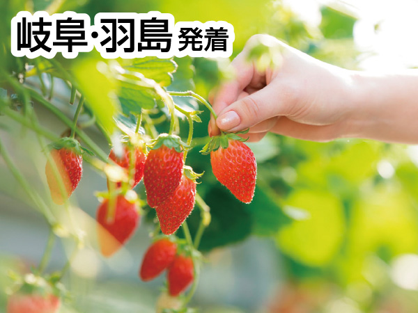 三河いちご狩りと赤いお土産(2026)
