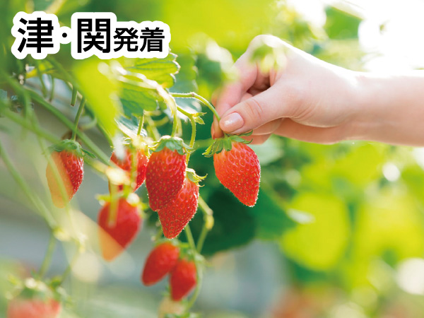 三河いちご狩りと赤いお土産(2026)