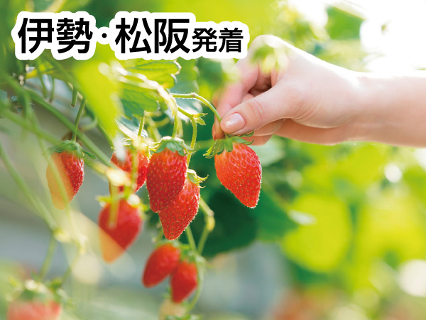 三河いちご狩りと赤いお土産(2026)