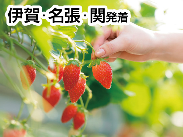 三河いちご狩りと赤いお土産(2026)