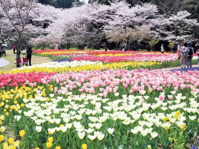 kakko浜名湖花フェスタと掛川花鳥園(2022)