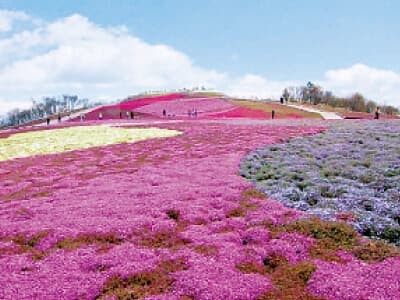 茶臼山高原芝桜(2022)