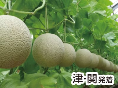 渥美マスクメロン3玉もちかえり(2023新緑)