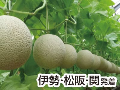 渥美マスクメロン3玉もちかえり(2023新緑)