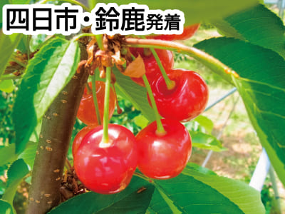 南信州さくらんぼ狩り大作戦(2023)