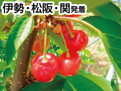 南信州さくらんぼ狩り大作戦(2023)