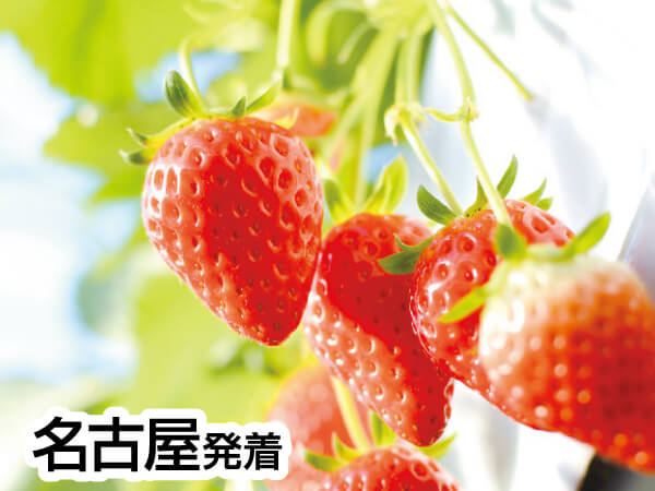 伊良湖でランチ&いちご狩り(2024)