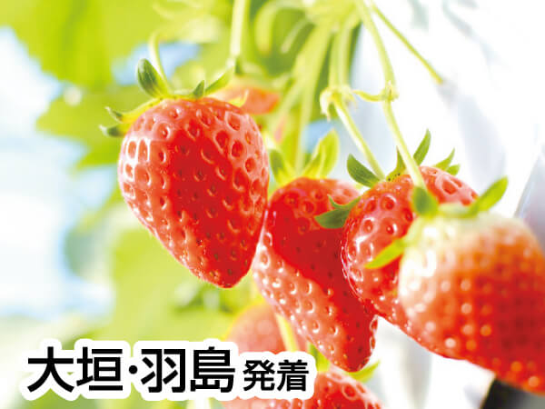 伊良湖でランチ&いちご狩り(2024)