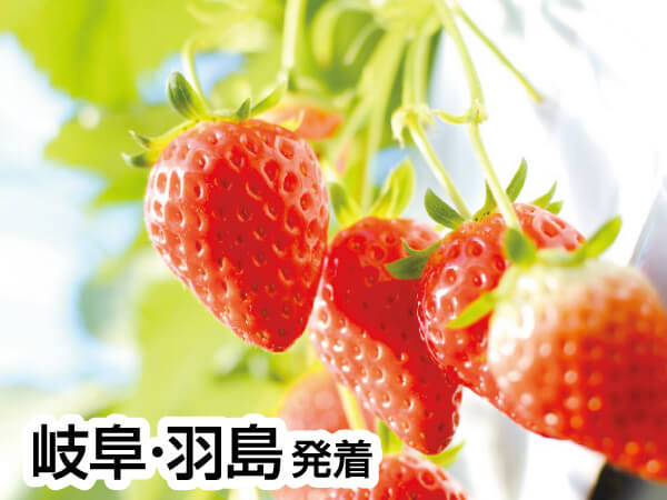 伊良湖でランチ&いちご狩り(2024)