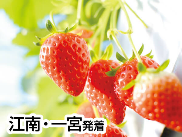 伊良湖でランチ&いちご狩り(2024)