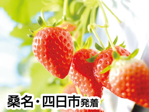 伊良湖でランチ&いちご狩り(2024)