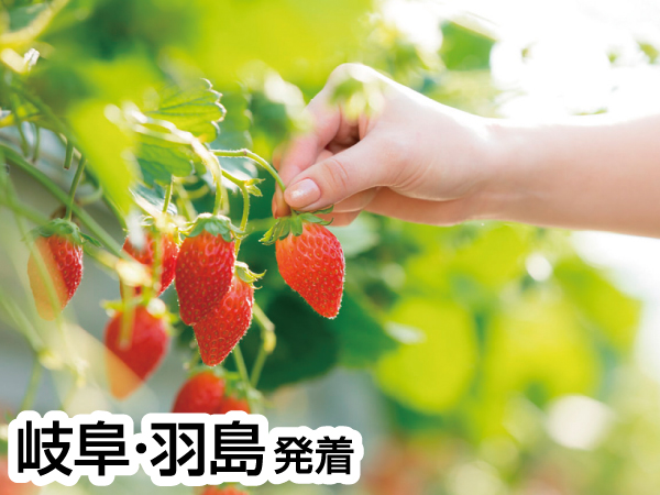 蒲郡いちご狩り&のんほいパーク(2024)