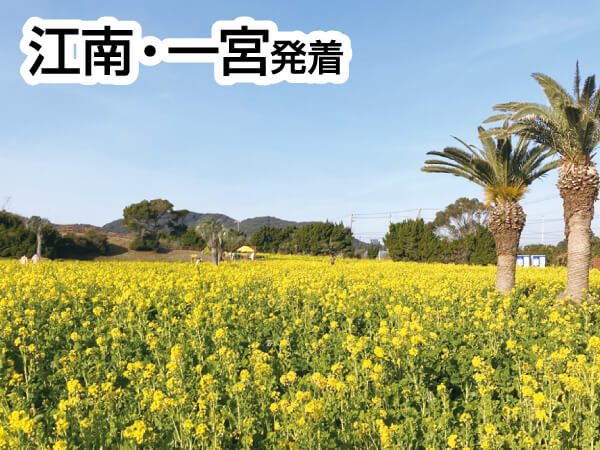 渥美半島菜の花畑&いちご狩りバス(2024)