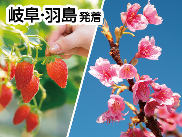 浜松早咲き桜といちご狩り(2024)