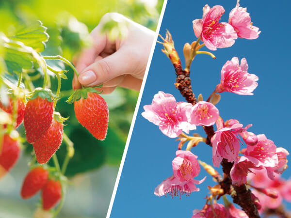 浜松早咲き桜といちご狩り(2024)