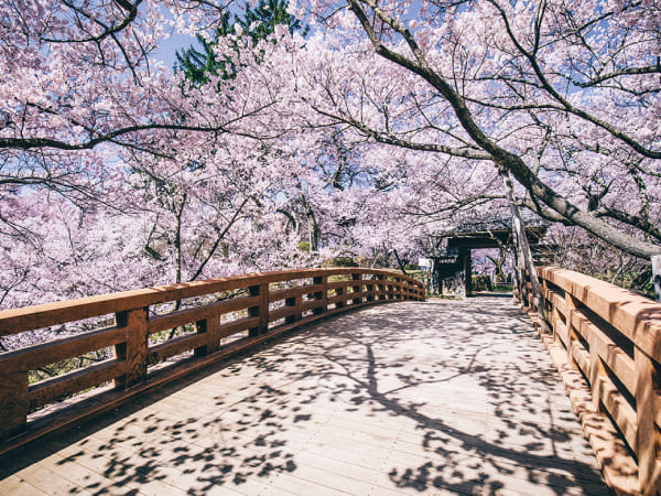 高遠小彼岸桜(2024)