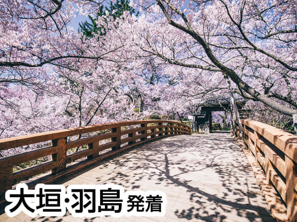 高遠小彼岸桜(2024)