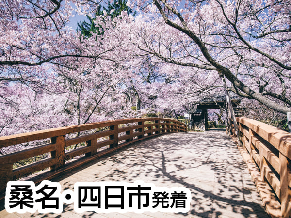 高遠小彼岸桜(2024)