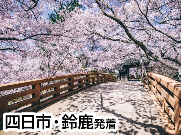 高遠小彼岸桜(2024)