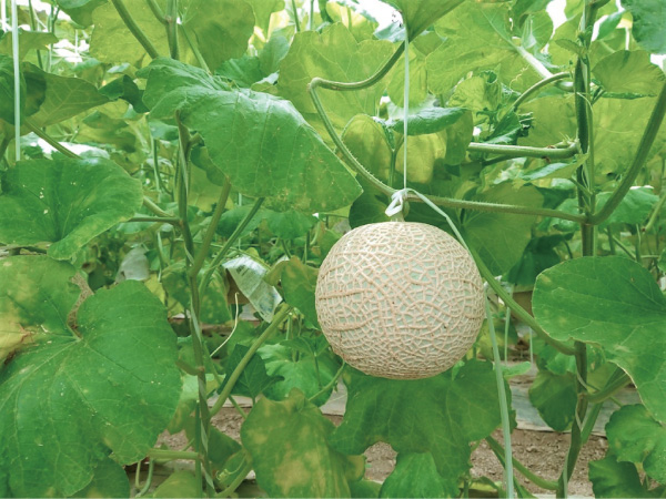 浜名湖花博とくだもの狩り(2024)