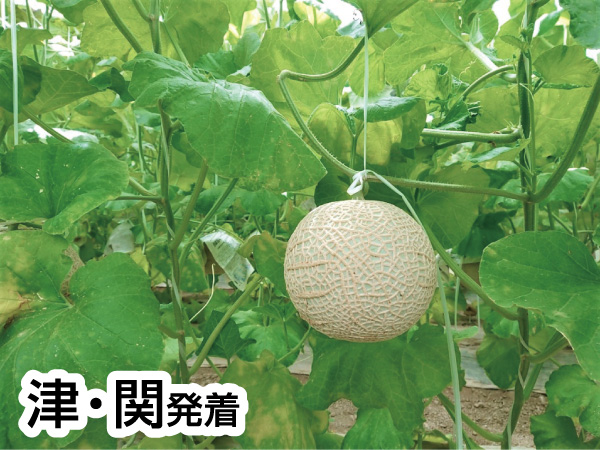 浜名湖花博とくだもの狩り(2024)