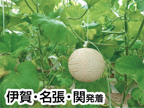 浜名湖花博とくだもの狩り(2024)