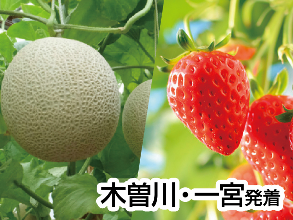 渥美半島いちご狩りとメロン狩り(2024)