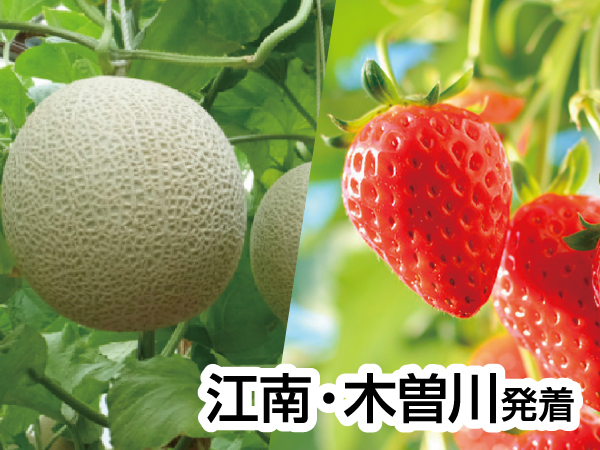 渥美半島いちご狩りとメロン狩り(2024)