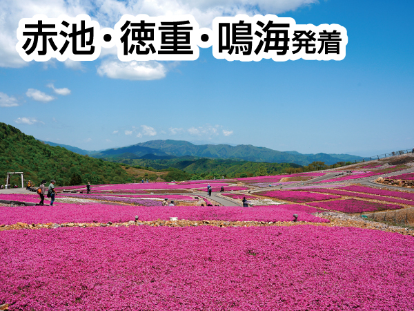 茶臼山高原芝桜と香嵐渓(2024)