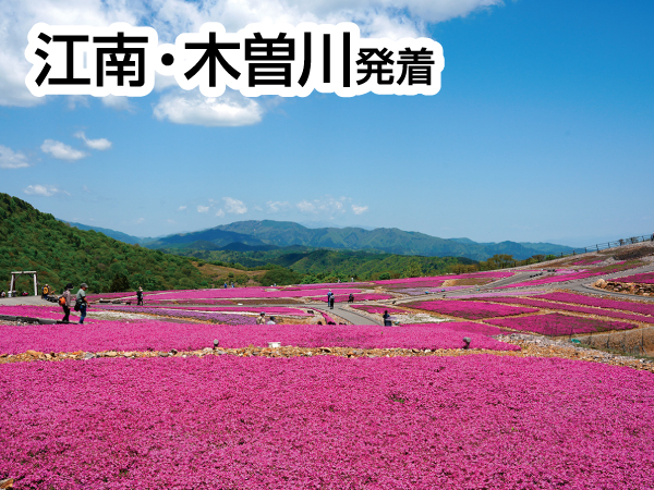 茶臼山高原芝桜と香嵐渓(2024)