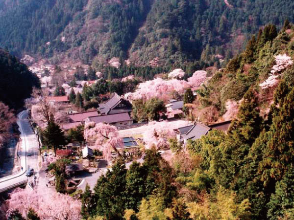 身延山久遠寺しだれ桜(2026)