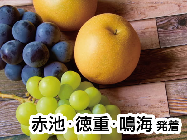 三河・初秋の巨峰&梨狩り(2024)