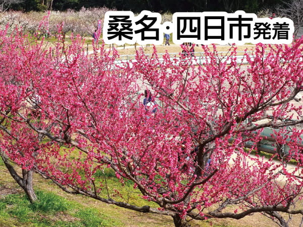 知多・そうり梅まつり(2024)