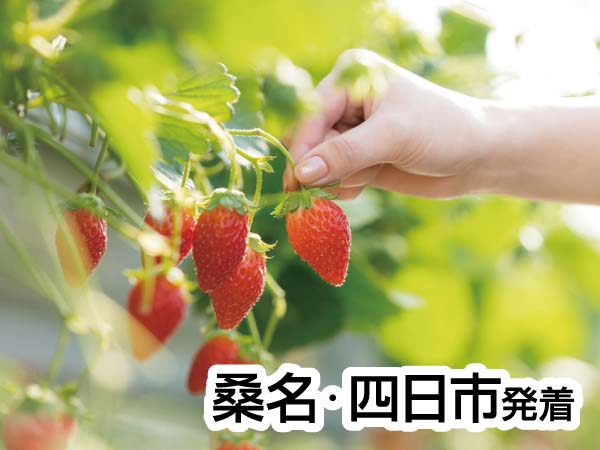 蒲郡いちご狩りとかに釜飯ランチ(2024)