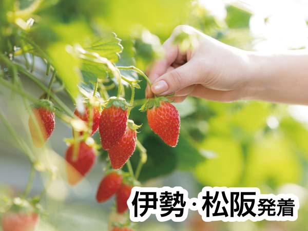 蒲郡いちご狩りとかに釜飯ランチ(2024)